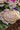 MOYENNE ASSIETTE PLATE